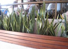 Kwikfynd Indoor Planting
wondunna