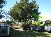 Kwikfynd Tree Management Services
wondunna