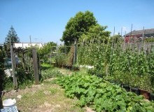 Kwikfynd Vegetable Gardens
wondunna